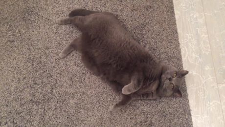 Kaiser die Katze