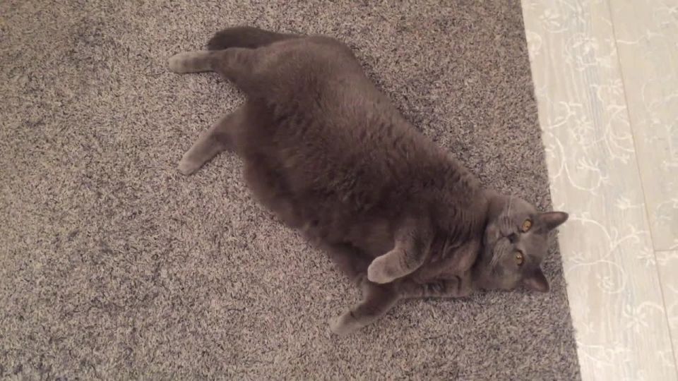 Kaiser die Katze