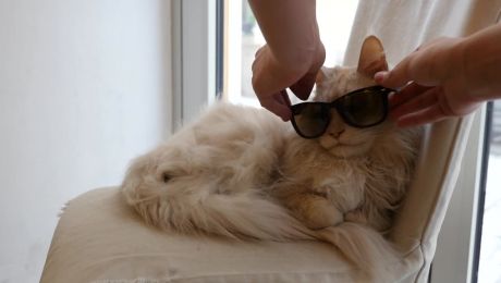 Sansibar die Katze
