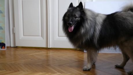 Sensi der Hund